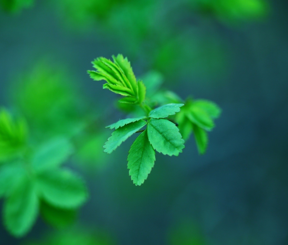 Green Leaves wallpaper 1200x1024