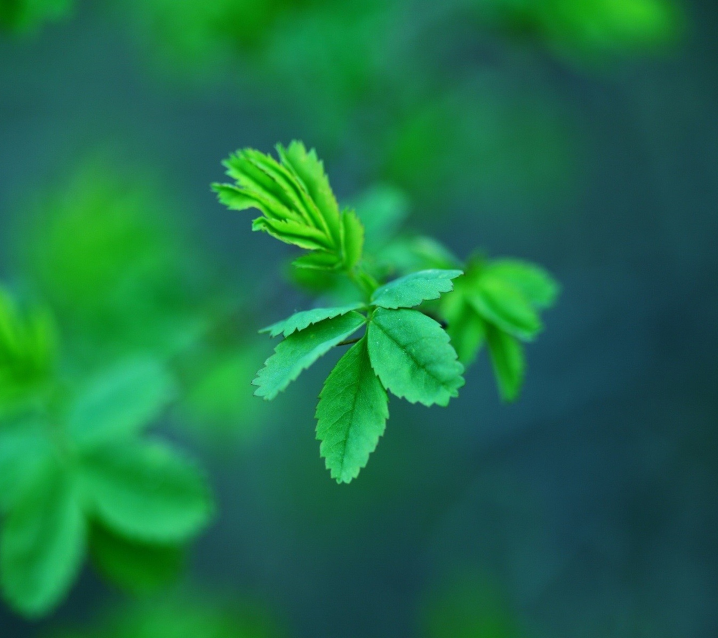 Fondo de pantalla Green Leaves 1440x1280