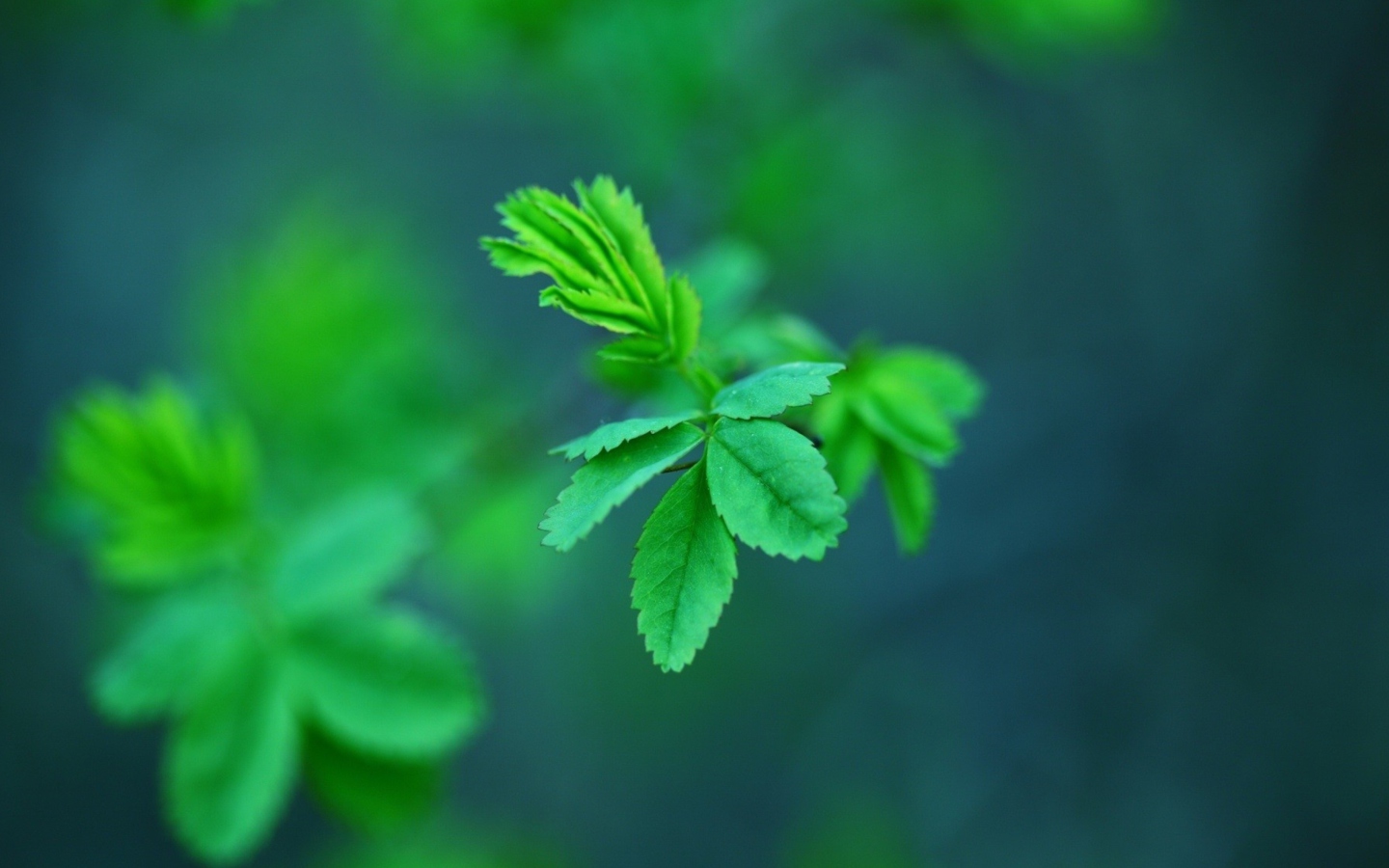 Das Green Leaves Wallpaper 1440x900