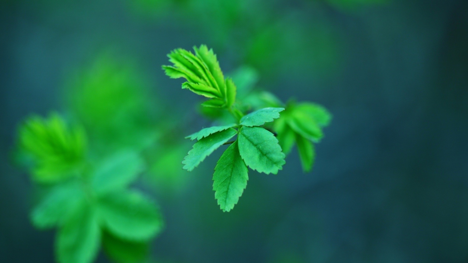 Screenshot №1 pro téma Green Leaves 1600x900