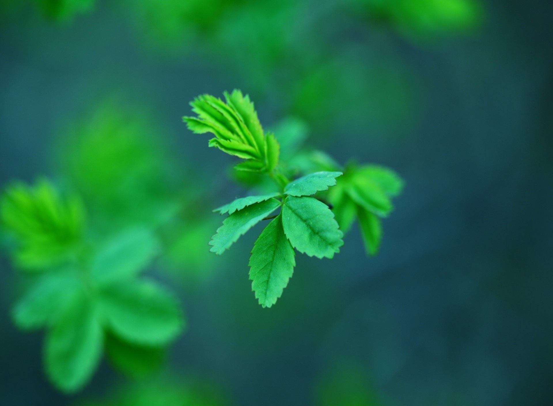 Обои Green Leaves 1920x1408