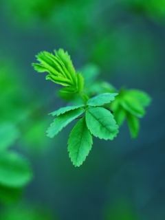 Screenshot №1 pro téma Green Leaves 240x320