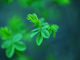 Sfondi Green Leaves 320x240