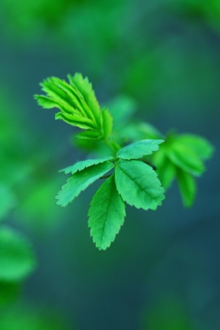 Green Leaves wallpaper 320x480