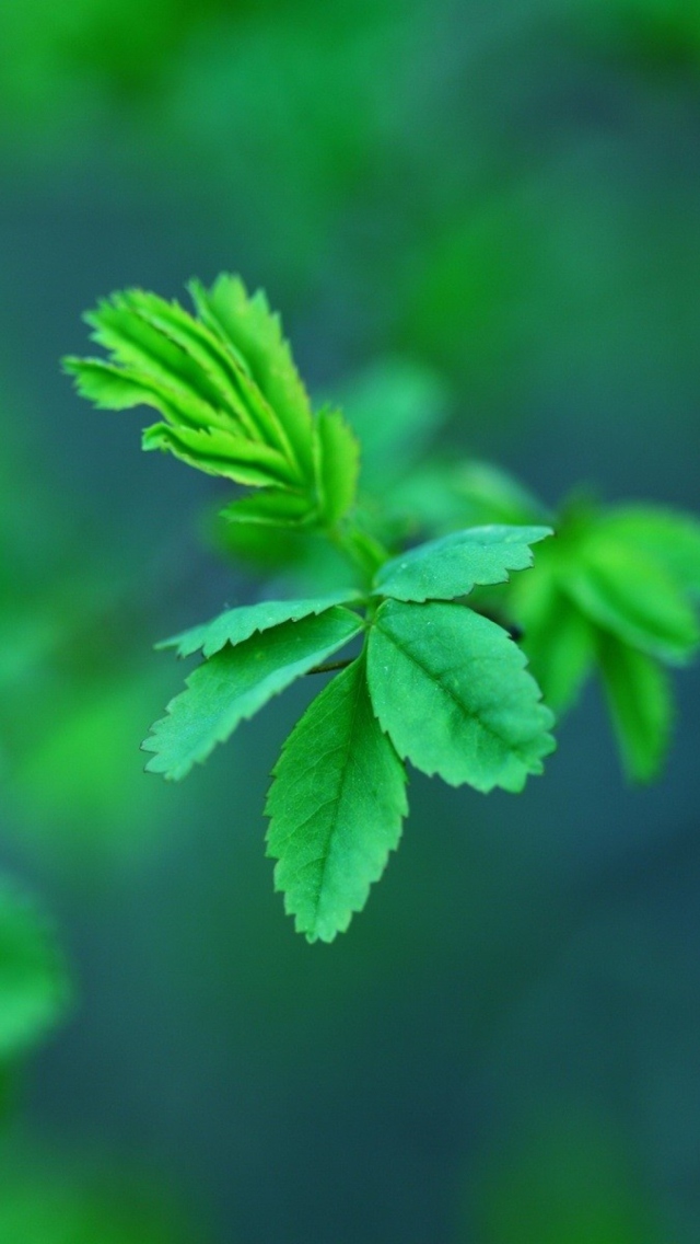 Green Leaves wallpaper 640x1136