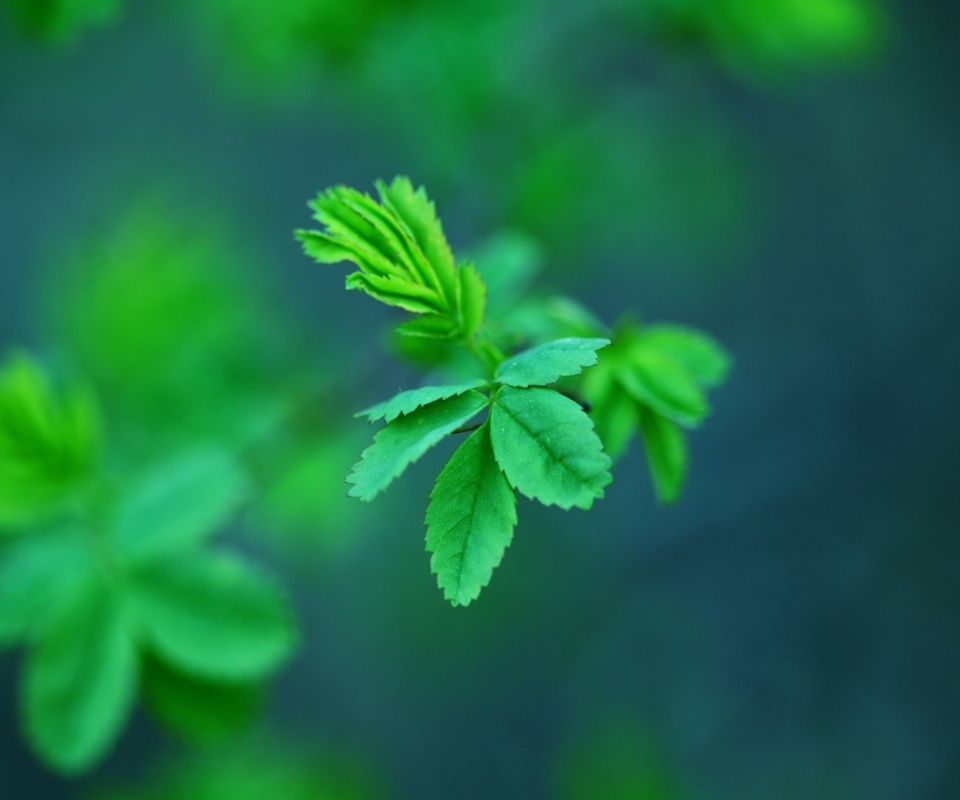 Das Green Leaves Wallpaper 960x800