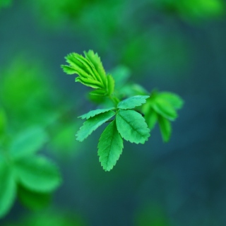 Kostenloses Green Leaves Wallpaper für iPad