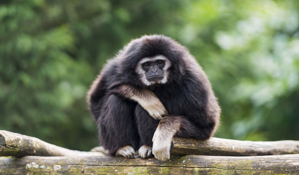 Screenshot №1 pro téma Gibbon Primate 1024x600