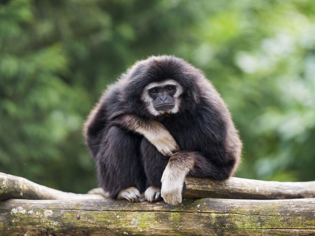 Gibbon Primate wallpaper 1024x768