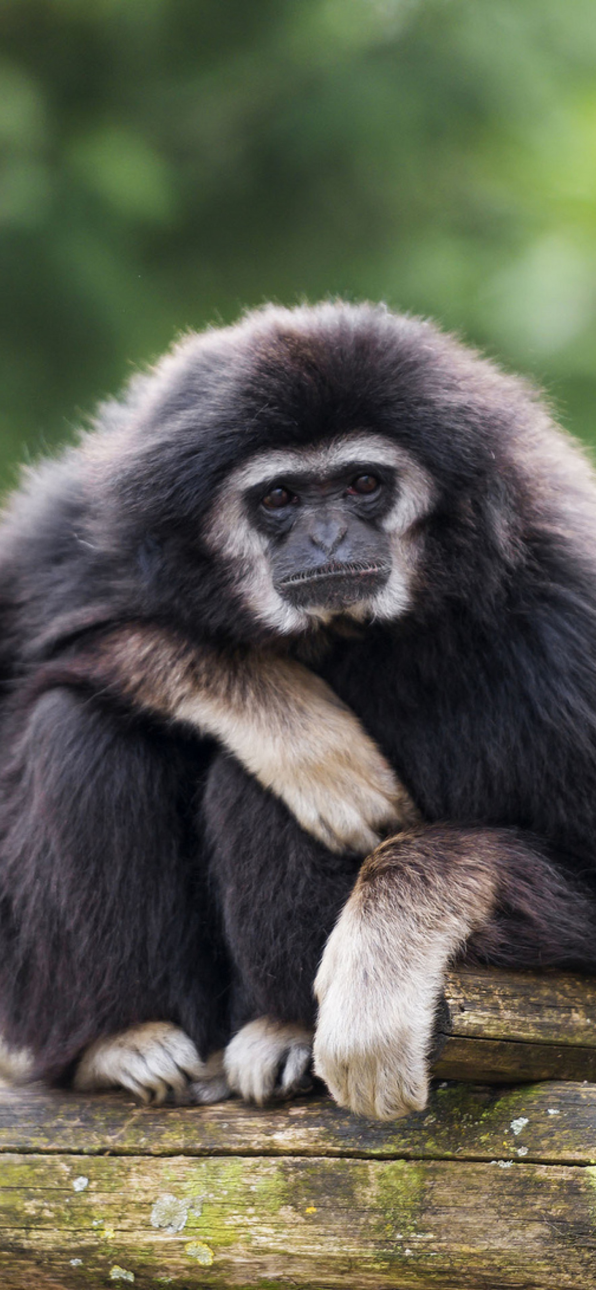 Sfondi Gibbon Primate 1170x2532
