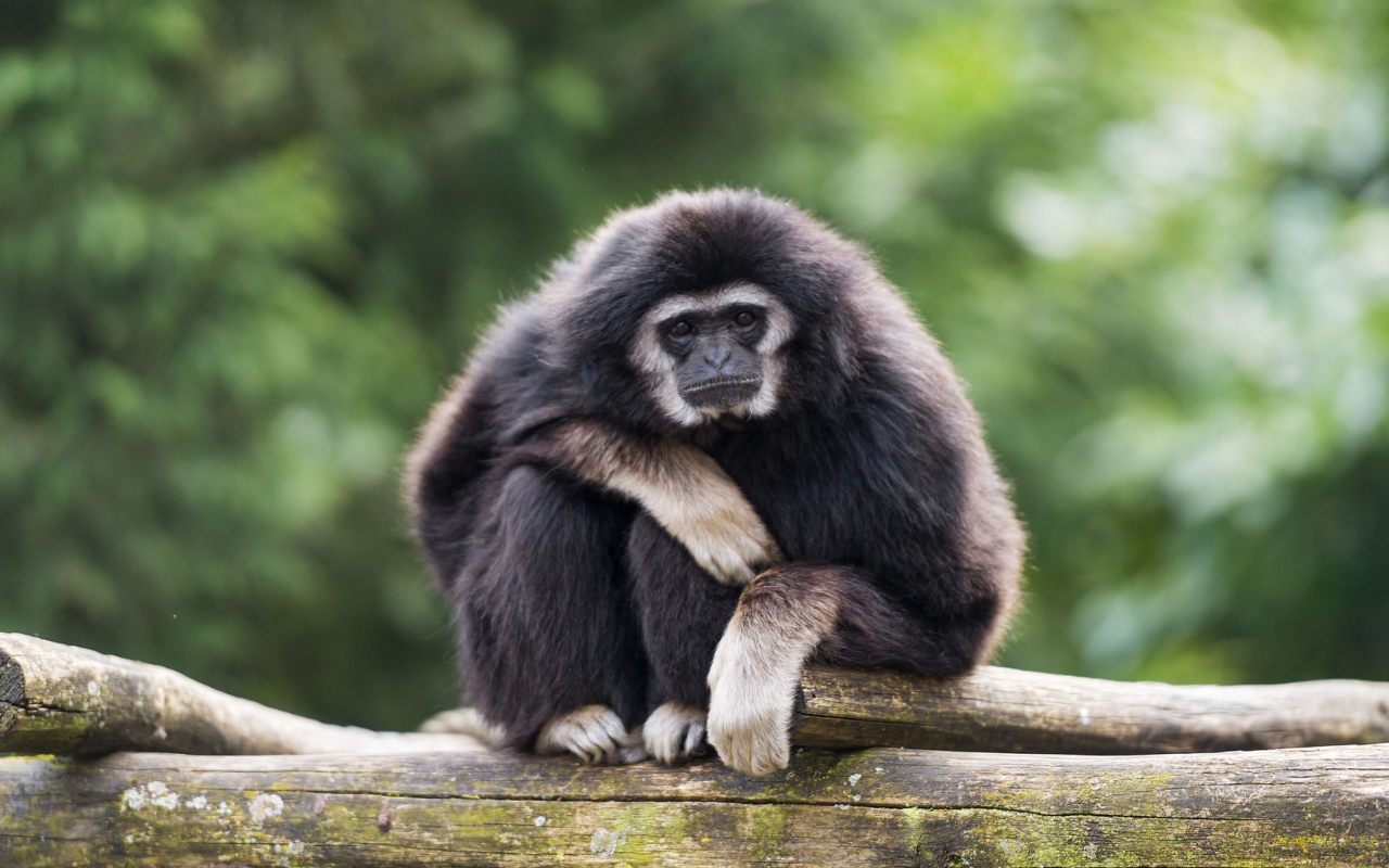 Screenshot №1 pro téma Gibbon Primate 1280x800