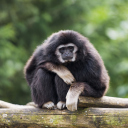 Fondo de pantalla Gibbon Primate 128x128