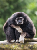 Das Gibbon Primate Wallpaper 132x176