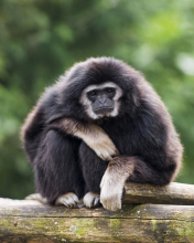 Обои Gibbon Primate 176x220