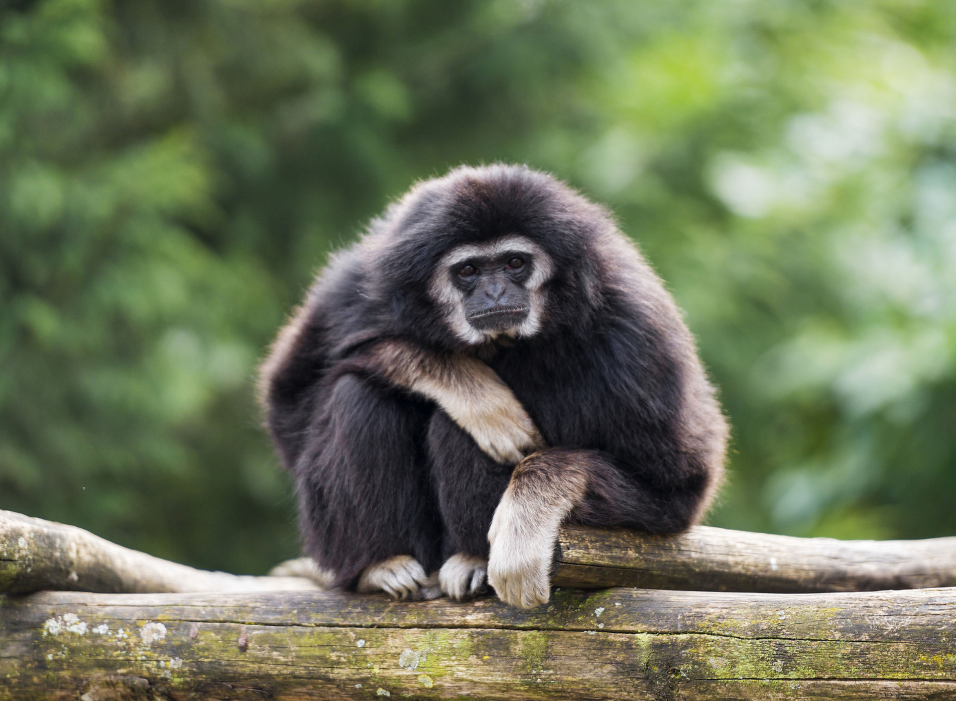 Обои Gibbon Primate 1920x1408