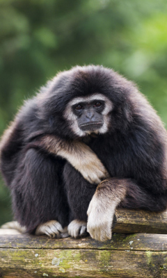 Обои Gibbon Primate 240x400