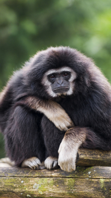 Fondo de pantalla Gibbon Primate 360x640