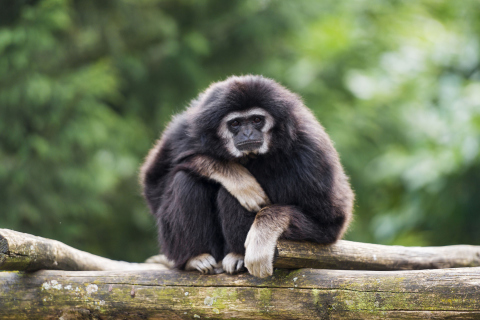 Fondo de pantalla Gibbon Primate 480x320