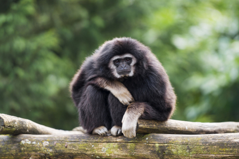 Gibbon Primate wallpaper 480x320