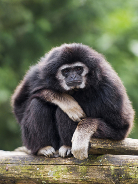 Обои Gibbon Primate 480x640