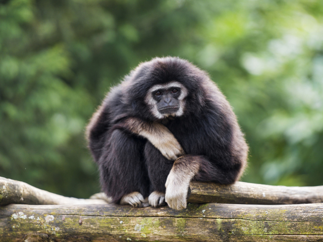 Das Gibbon Primate Wallpaper 640x480