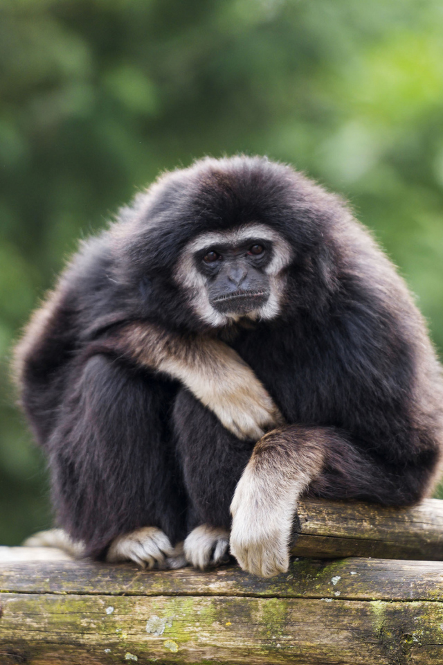 Fondo de pantalla Gibbon Primate 640x960