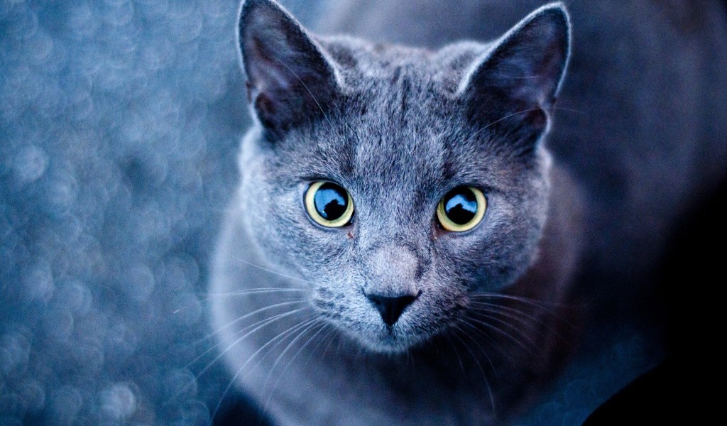 Fondo de pantalla Blue Cat 1024x600