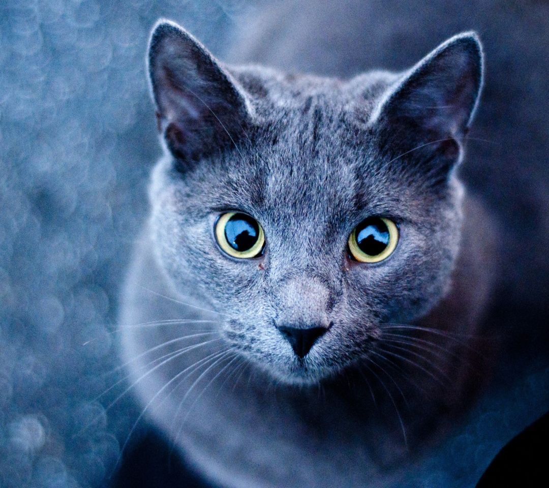 Das Blue Cat Wallpaper 1080x960