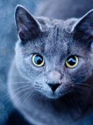 Fondo de pantalla Blue Cat 132x176