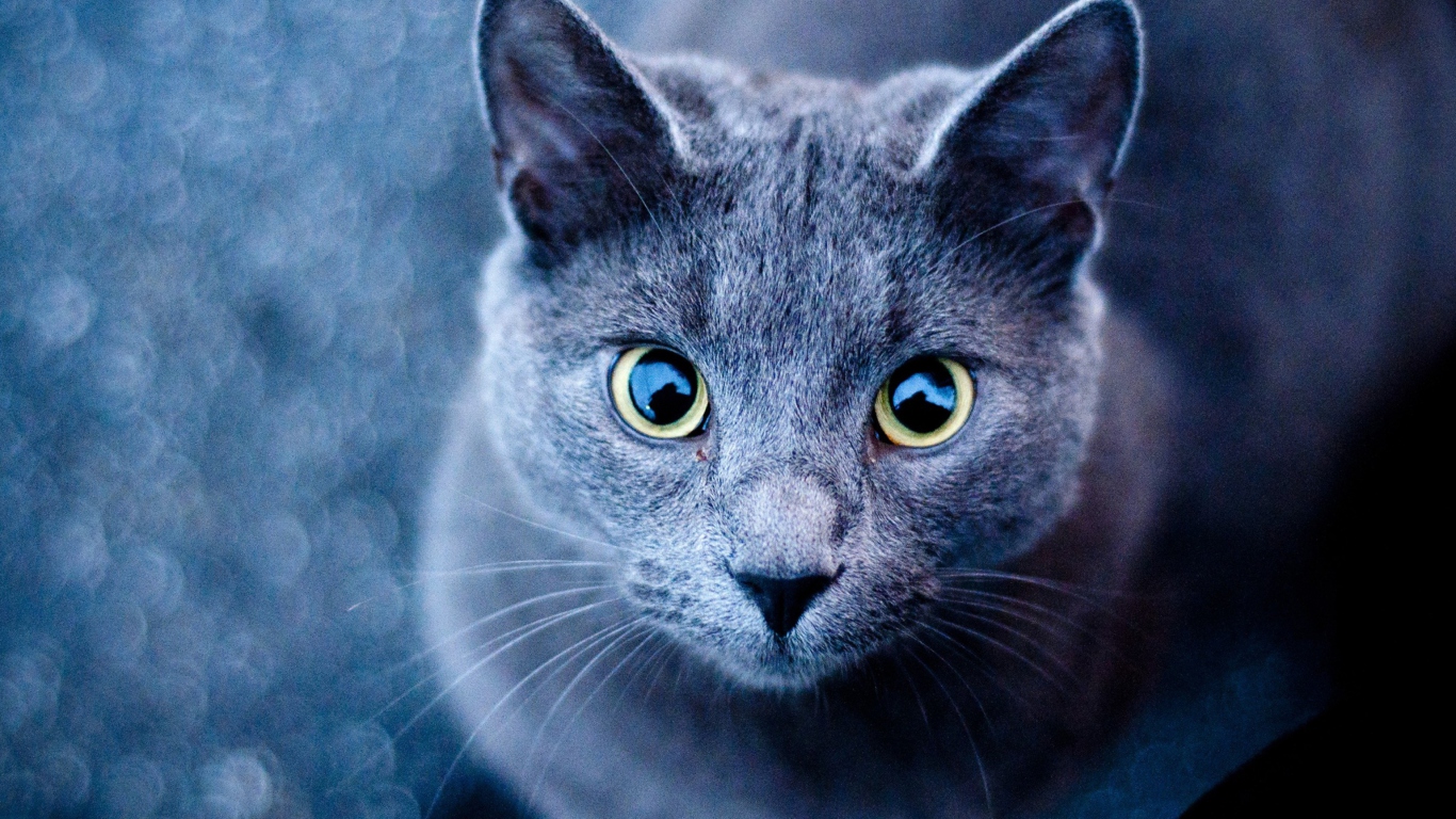 Blue Cat screenshot #1 1366x768