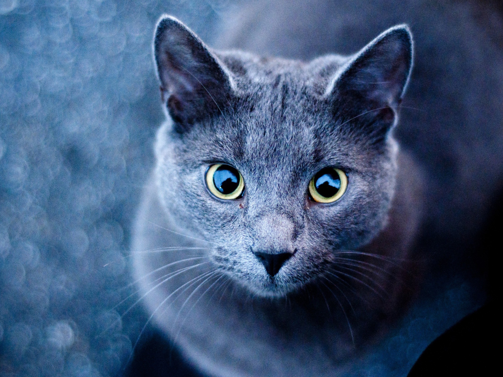 Blue Cat screenshot #1 1600x1200