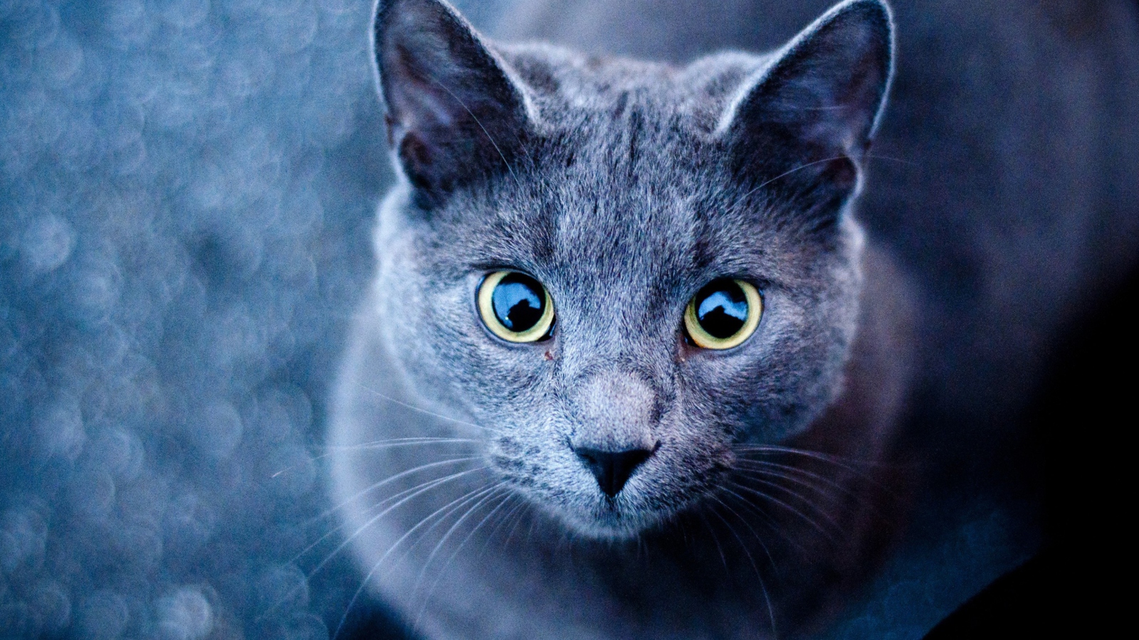 Das Blue Cat Wallpaper 1600x900