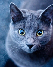 Sfondi Blue Cat 176x220