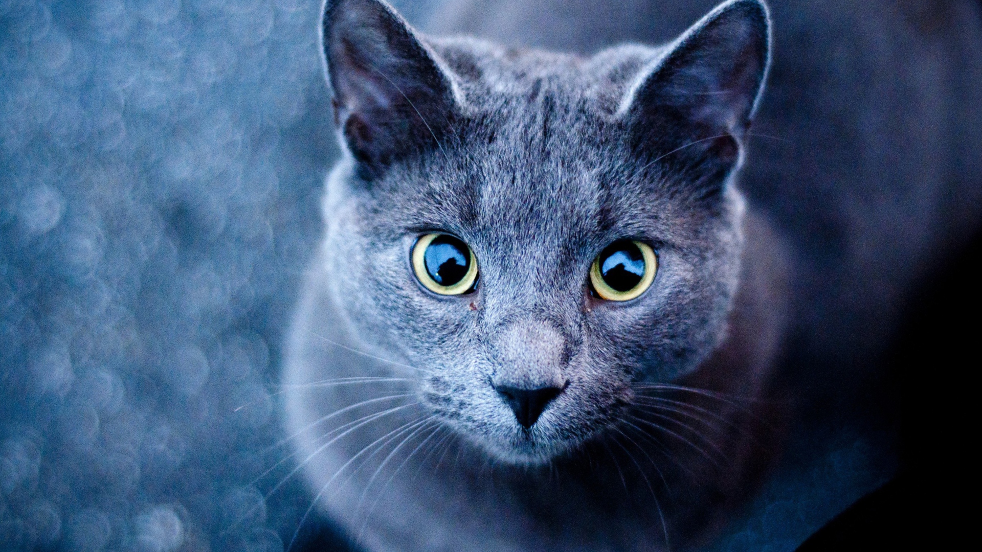 Sfondi Blue Cat 1920x1080