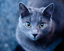 Fondo de pantalla Blue Cat 220x176