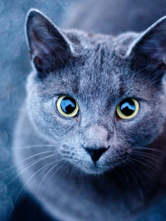 Fondo de pantalla Blue Cat 240x320