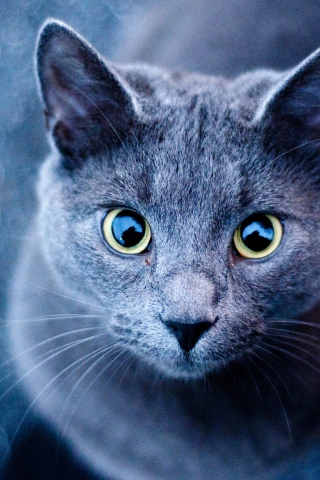 Blue Cat screenshot #1 320x480