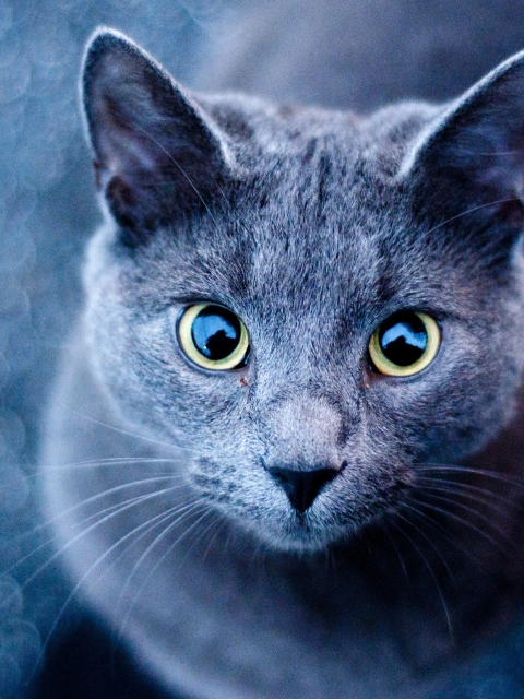 Sfondi Blue Cat 480x640