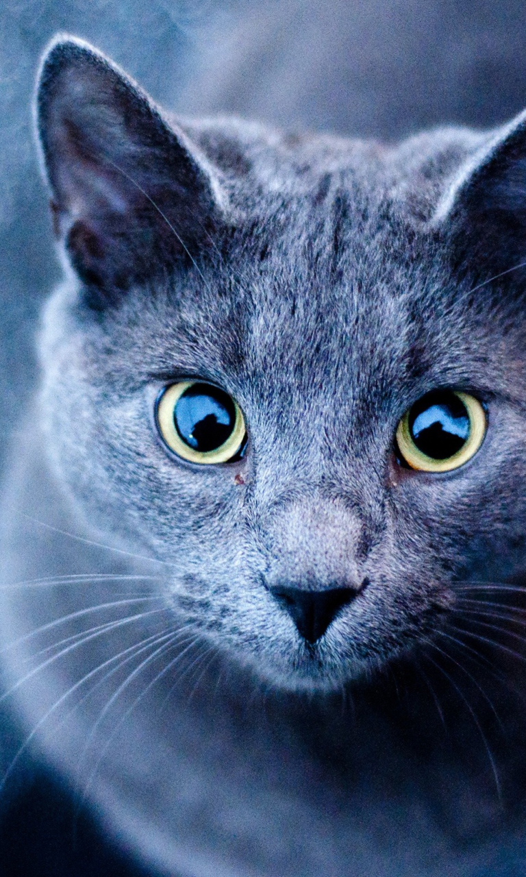 Blue Cat screenshot #1 768x1280