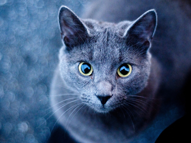 Blue Cat screenshot #1 800x600