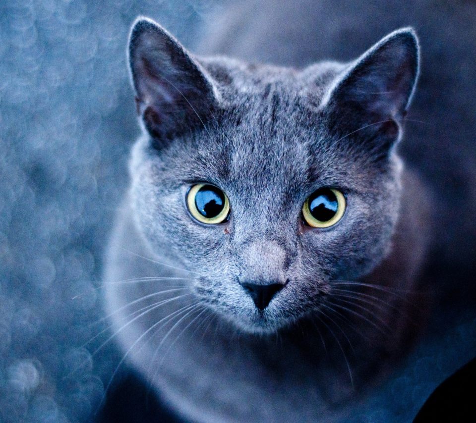 Sfondi Blue Cat 960x854