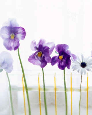 Kostenloses Home Flowers Wallpaper für iPhone 1G