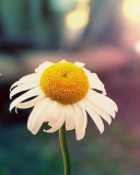 Das Single Daisy Wallpaper 128x160