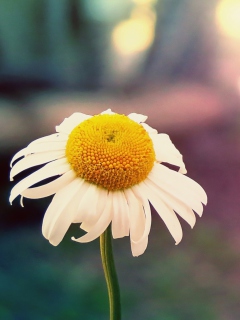 Das Single Daisy Wallpaper 240x320