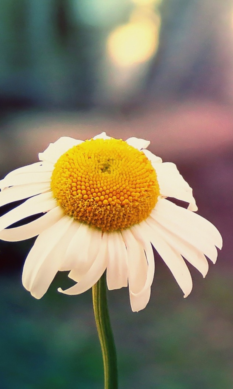 Single Daisy wallpaper 768x1280