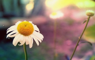 Free Single Daisy Picture for Desktop 1280x720 HDTV