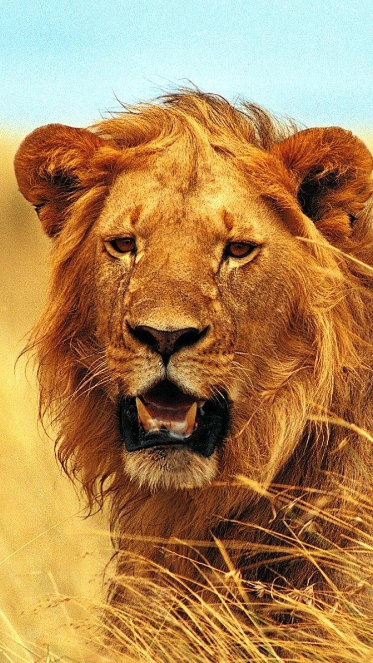 Lion 4K Ultra HD wallpaper 750x1334