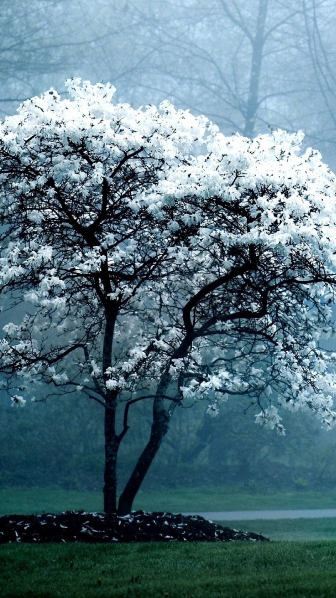 Das Blooming Tree Wallpaper 1080x1920