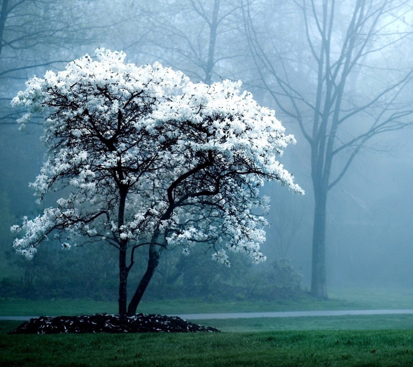 Fondo de pantalla Blooming Tree 1440x1280