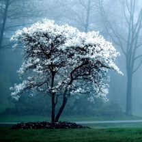 Blooming Tree screenshot #1 208x208